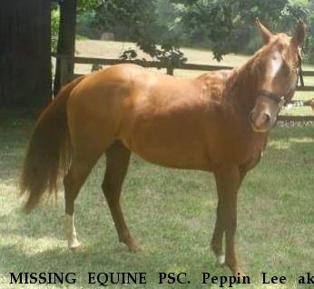 MISSING EQUINE PSC. Peppin Lee aka Saphira, RECOVERED 3/26/2019 Near Moneta, VA, 24121